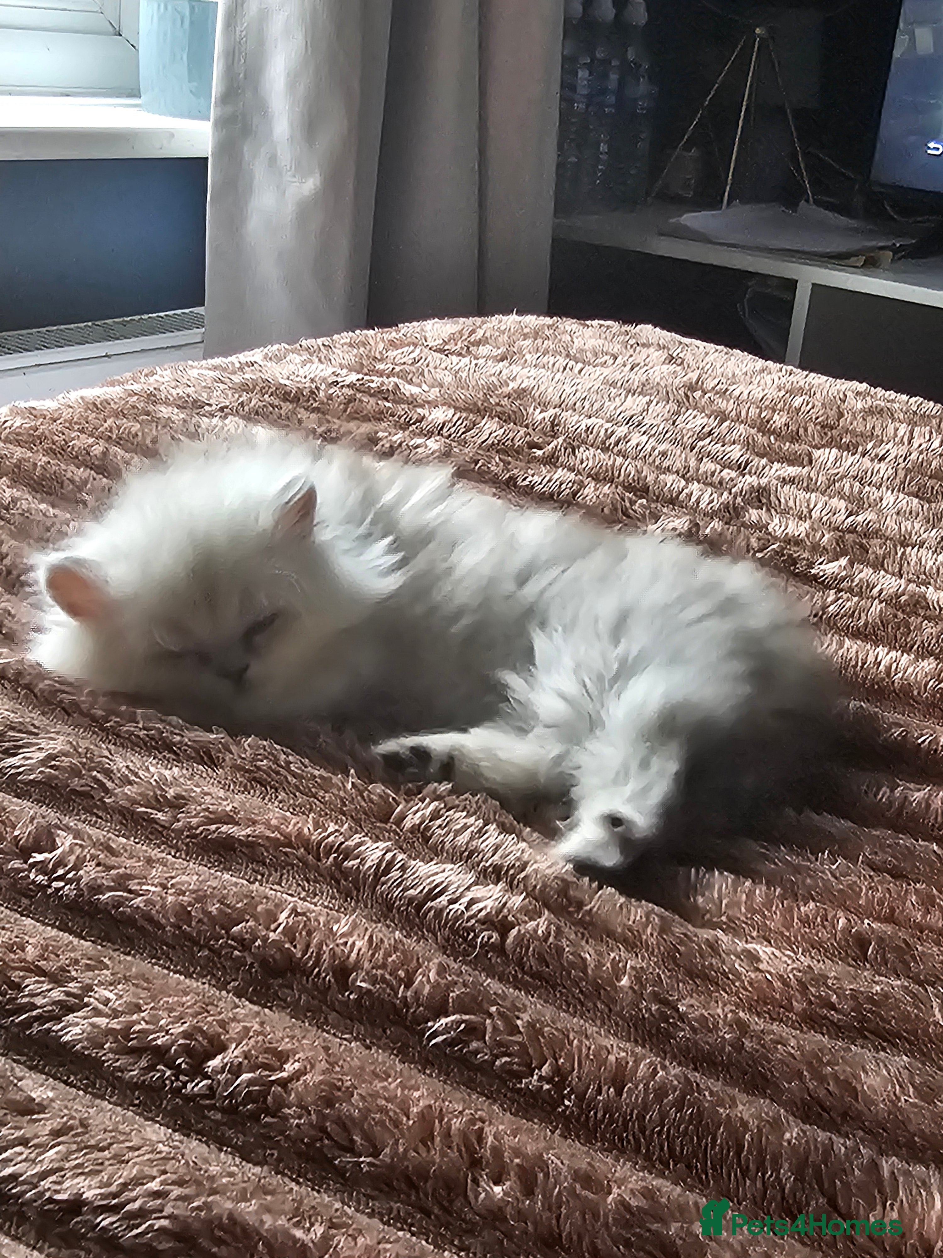 Persian cats Chinchilla persian female - Advert 14