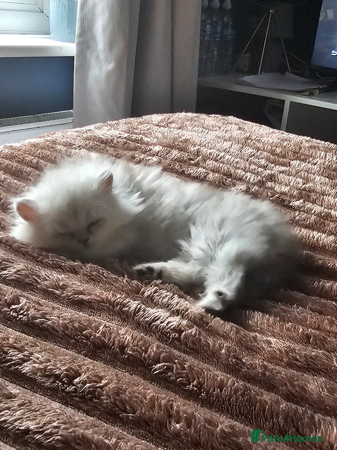 Persian cats for sale: Chinchilla persian female - Advert 1