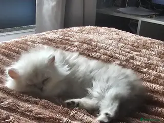 Persian cats Chinchilla persian female - Advert 2