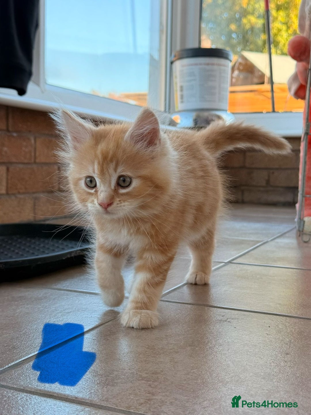 Maine Coon cats for sale: 🐾 Maine Coon Kittens X needing forever home 🐾 - Image 14