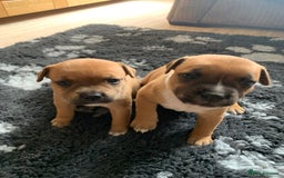 Staffordshire Bull Terrier dogs for sale: Stunning Red Staffy puppies KC top bloodlines - Image 26