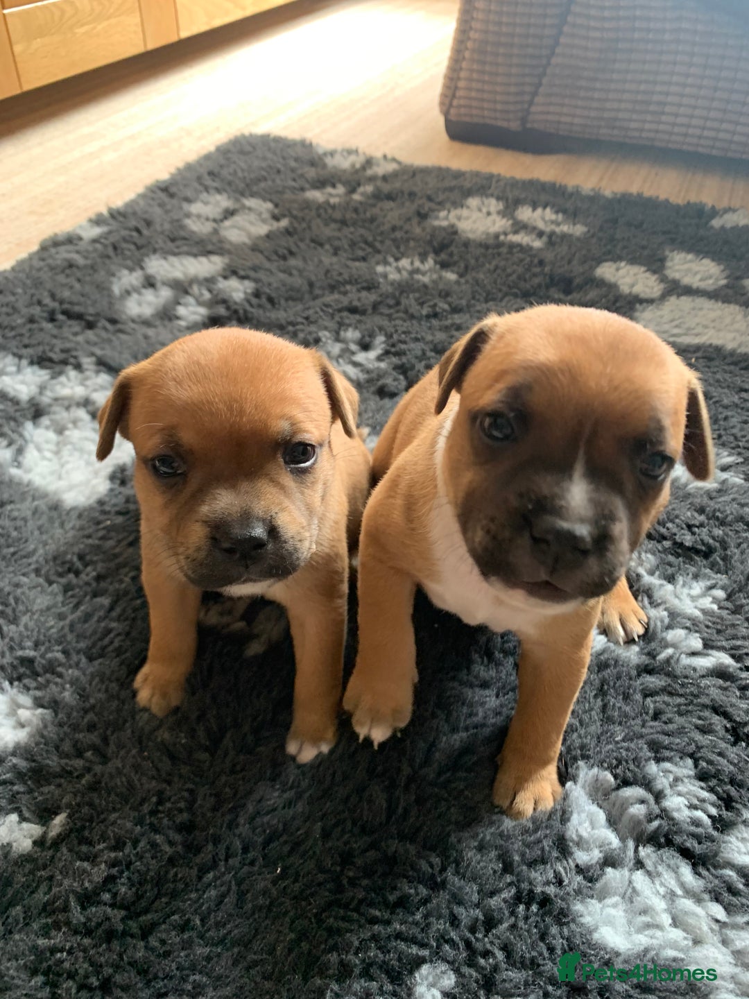 Staffordshire Bull Terrier dogs for sale: Stunning Red Staffy puppies KC top bloodlines - Image 26