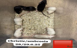 Rat rodents for sale: Baby and young rats ready now. Sheffield - Image 17