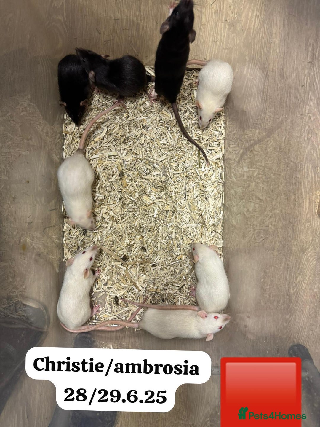 Rat rodents for sale: Baby and young rats ready now. Sheffield - Image 17