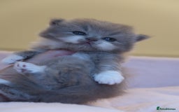 British Shorthair cats for sale: BSH/BLH Females TICA Reg  - Image 8