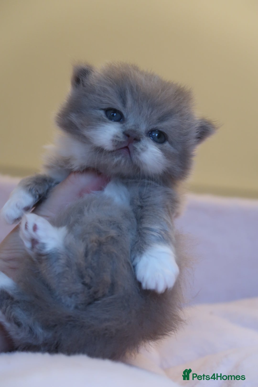 British Shorthair cats for sale: BSH/BLH Females TICA Reg  - Image 8