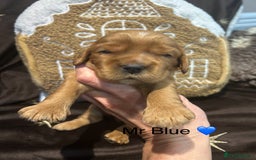 Cockalier dogs for sale: Adorable cockalier puppies 💙🩵💜❤️🩷 - Advert 16