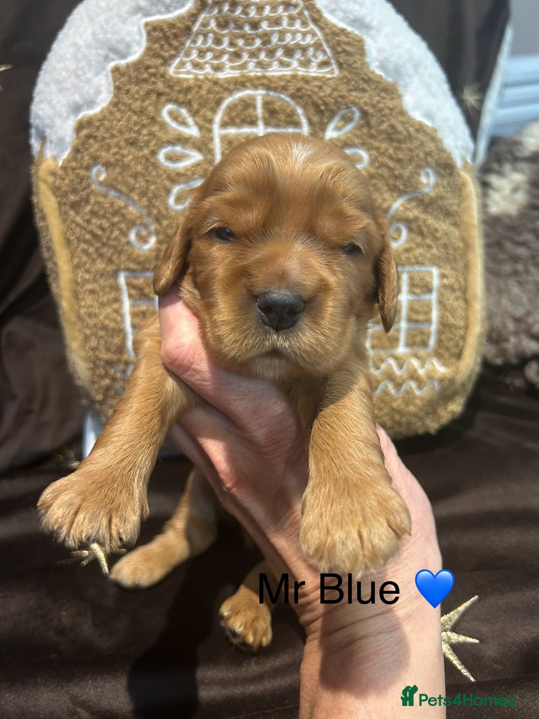 Cockalier dogs for sale: Adorable cockalier puppies 💙🩵💜❤️🩷 - Advert 16