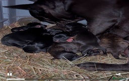 Mixed Breed dogs for sale: 7 Beautiful French Bulldog/cocker spaniel puppies. - Image 14