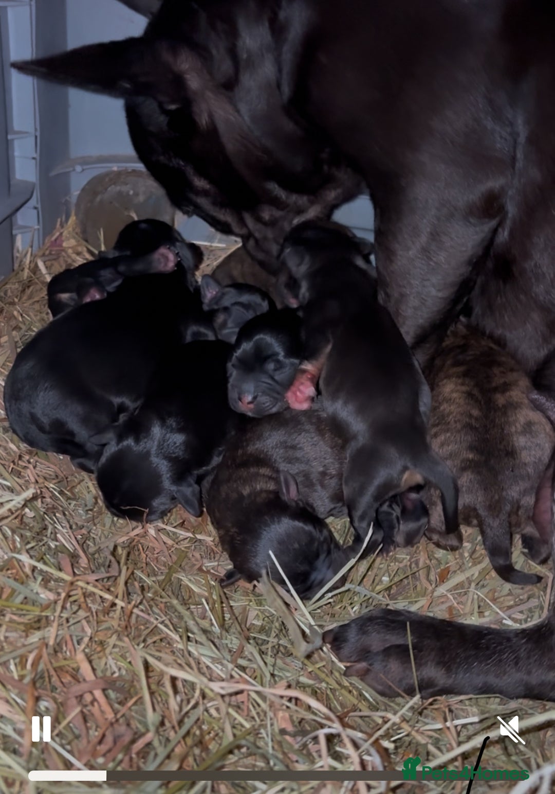 Mixed Breed dogs for sale: 7 Beautiful French Bulldog/cocker spaniel puppies. - Image 14
