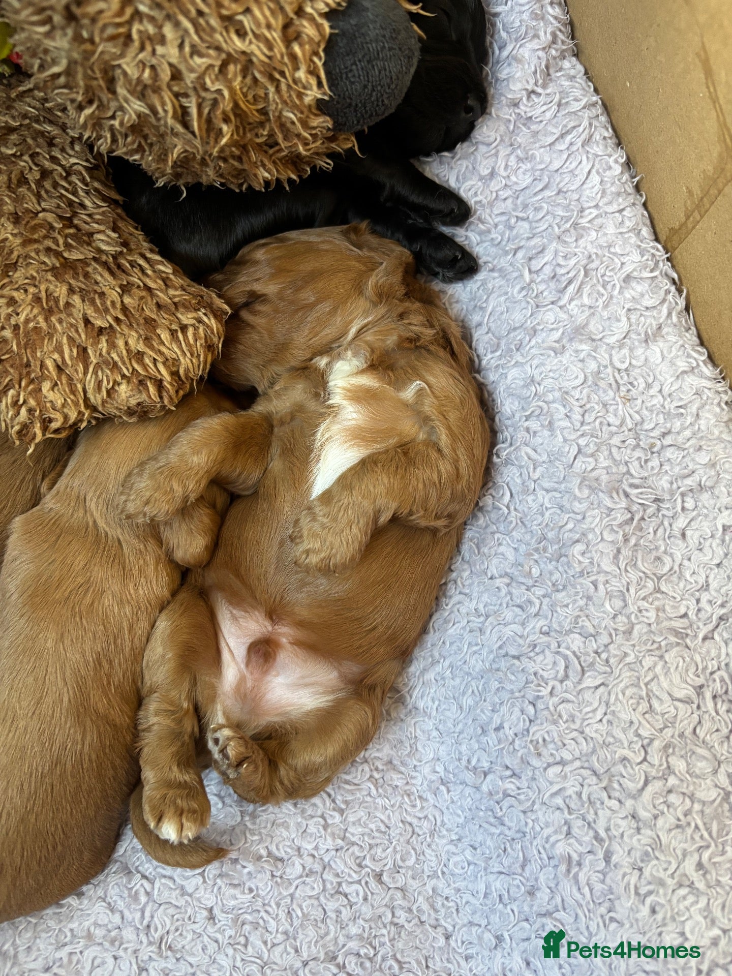 Cockapoo dogs for sale: Beautiful cockapoo puppies - Advert 2