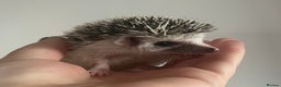 Pygmy Hedgehog rodents for sale: African Pygmy hedgehogs hoglets  - Advert 14