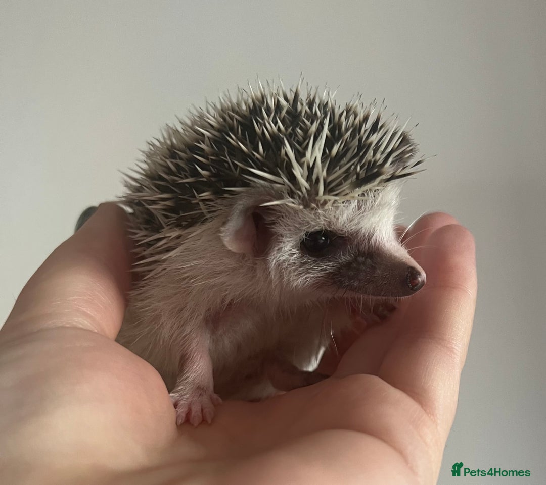 Pygmy Hedgehog rodents for sale: African Pygmy hedgehogs hoglets  - Advert 14