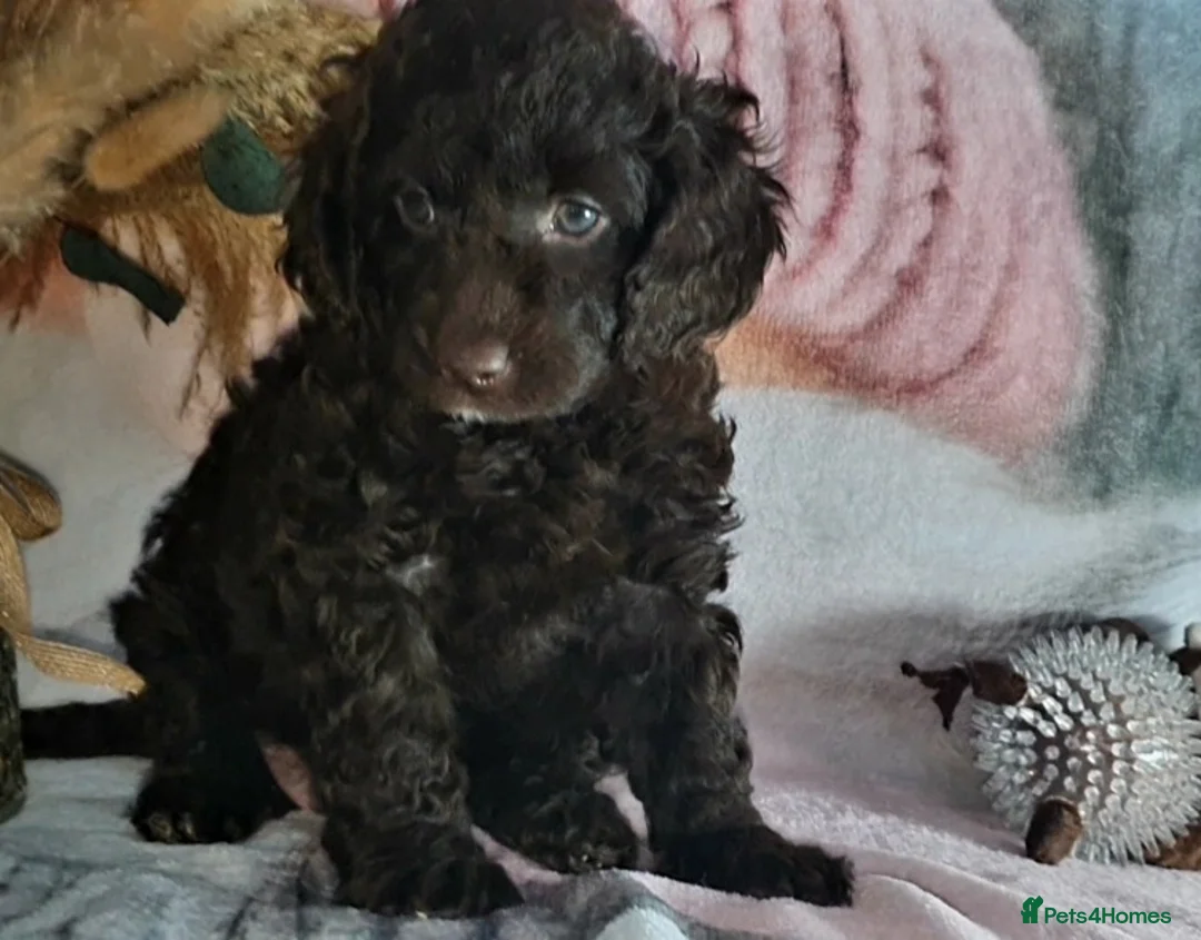 Mixed Breed dogs for sale: STUNNING RARE COLOURS F1B GOLDENDOODLE LITTER - Advert 24
