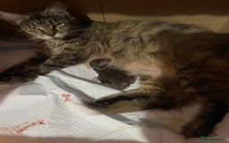 Maine Coon cats for sale: GCCF Registered female Maine Coon kitten - Image 8