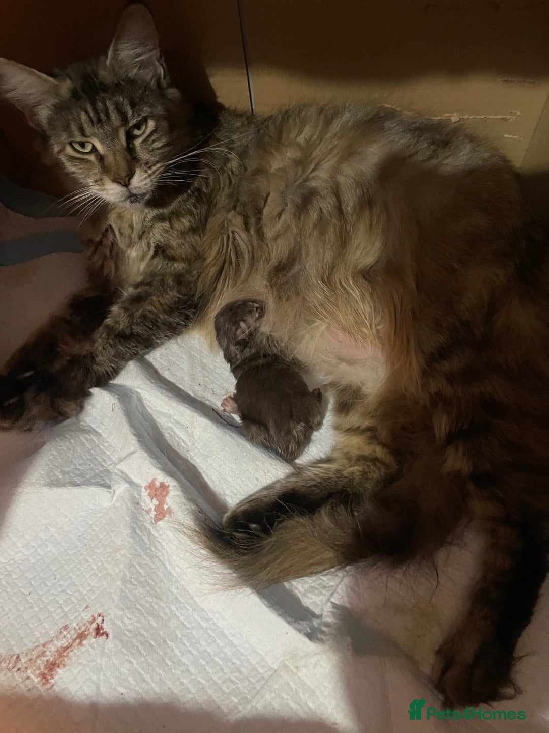Maine Coon cats for sale: GCCF Registered female Maine Coon kitten - Image 8