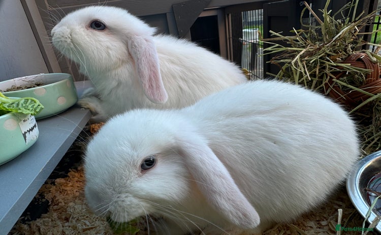 Mini Lop rabbits - Advert 6
