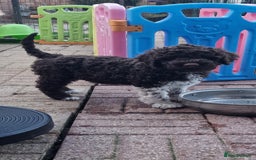 Lagotto Romagnolo dogs for sale: Beautiful Lagotto Romagnolo girls, KC reg - Image 2