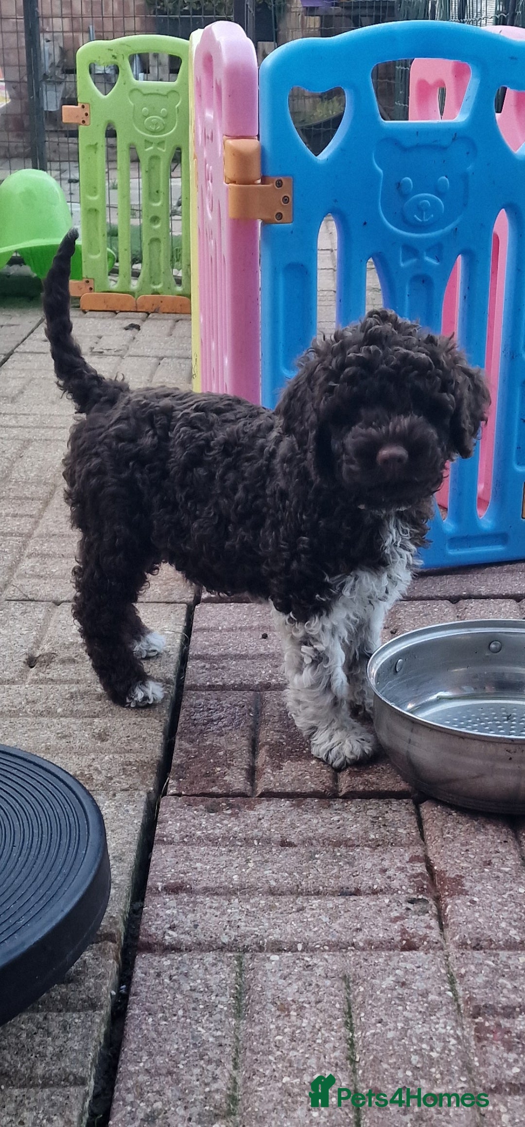 Lagotto Romagnolo dogs for sale: Beautiful Lagotto Romagnolo girls, KC reg - Image 2