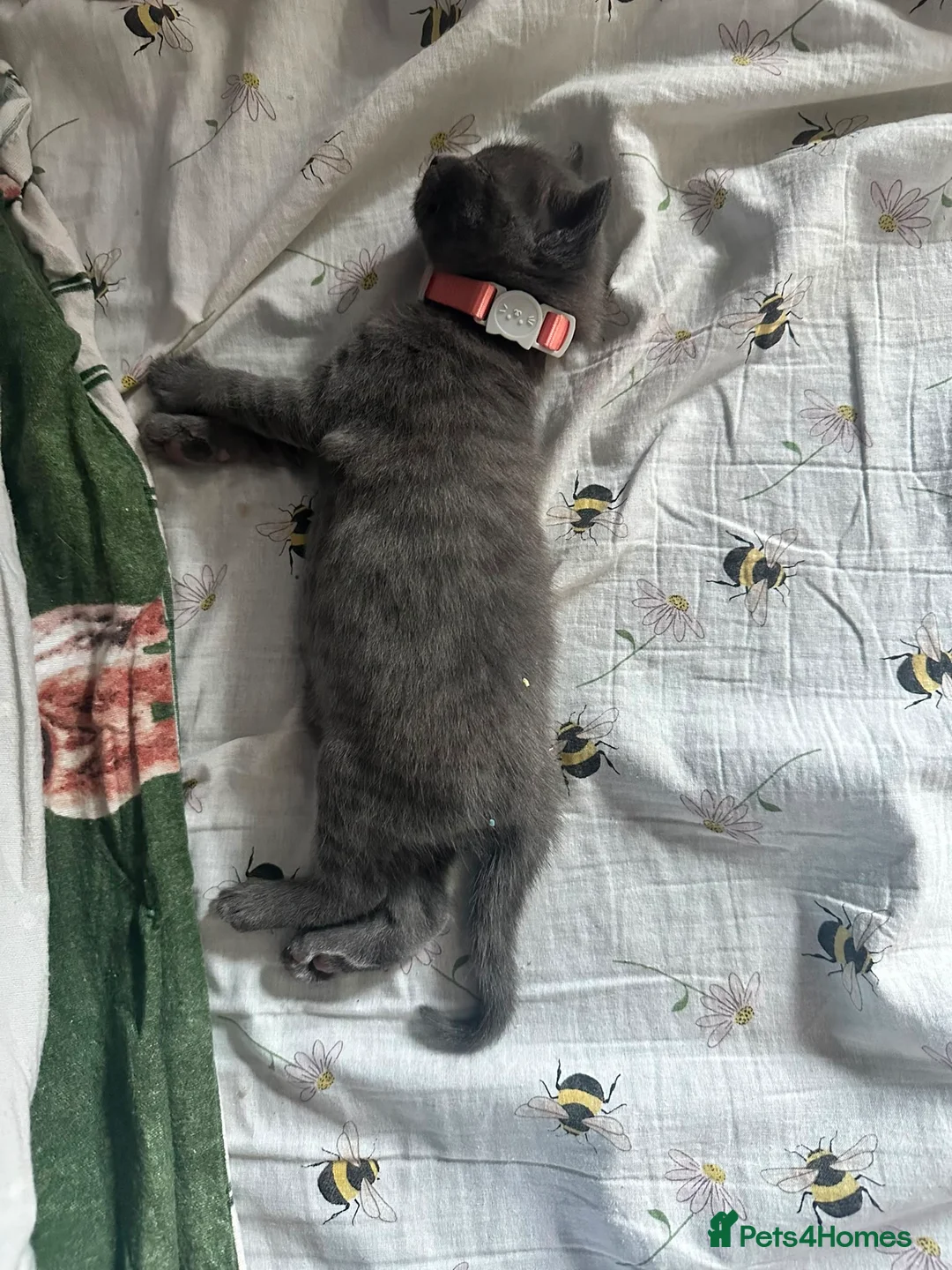 Mixed Breed cats for sale: Gorgeous grey kittens for sale - Advert 2