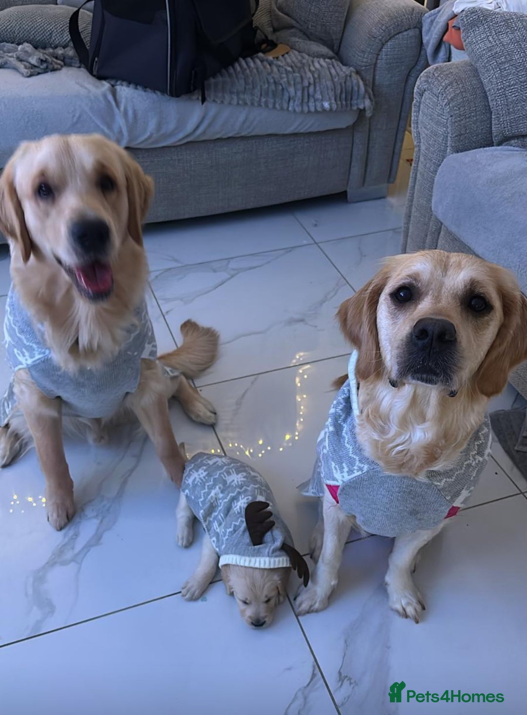 Golden Retriever dogs for sale: Golden retriever  - Advert 7