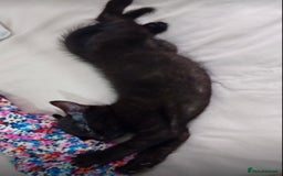 Bombay cats for sale: 🌟 🐾Ready to go🐾🌟 - Image 3