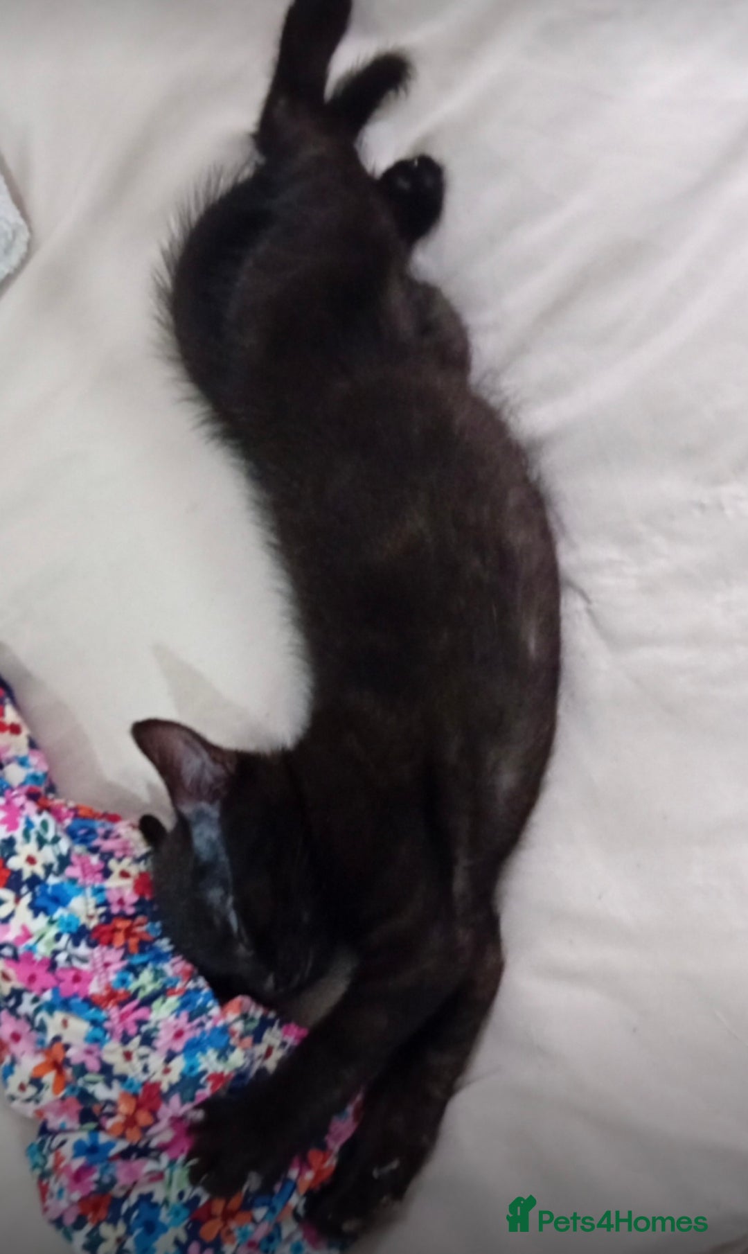 Bombay cats for sale: 🌟 🐾Ready to go🐾🌟 - Image 3