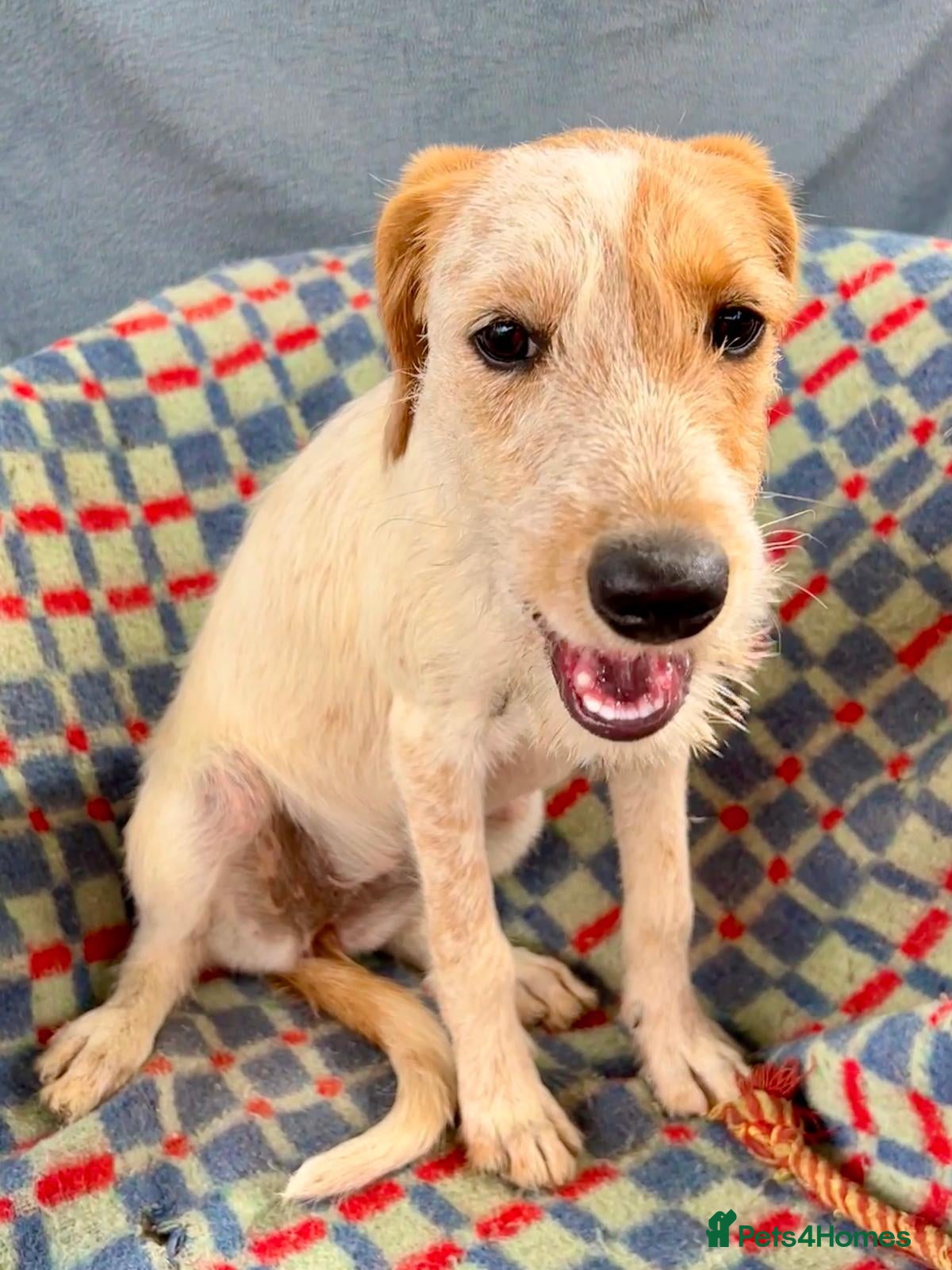 Mixed Breed dogs Heavenly Holly - Advert 1