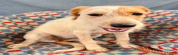 Mixed Breed dogs for adoption: Heavenly Holly - Advert 1