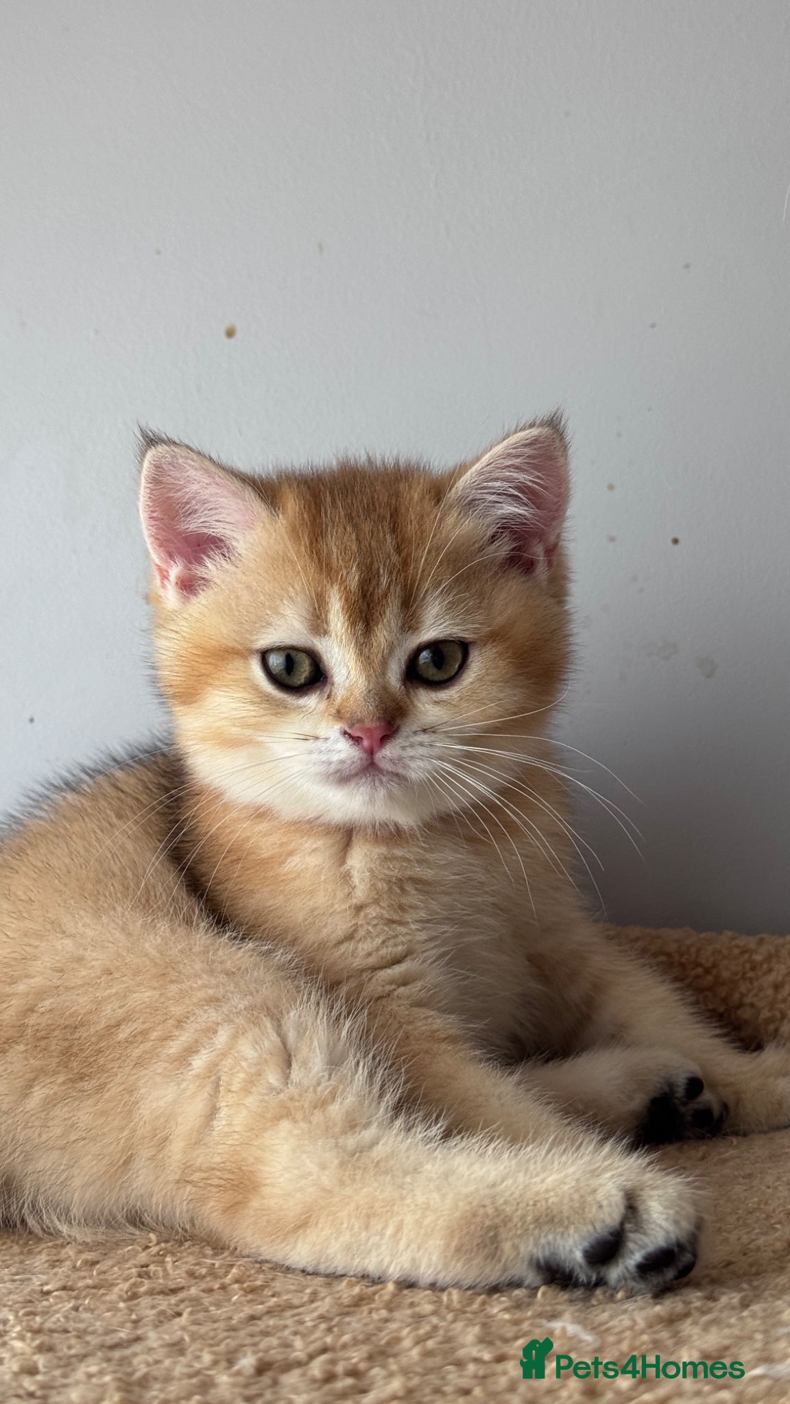 British Shorthair cats for sale: ADORABLE GCCF BSH CHOCOLATE GOLD KITTENS  - Advert 5