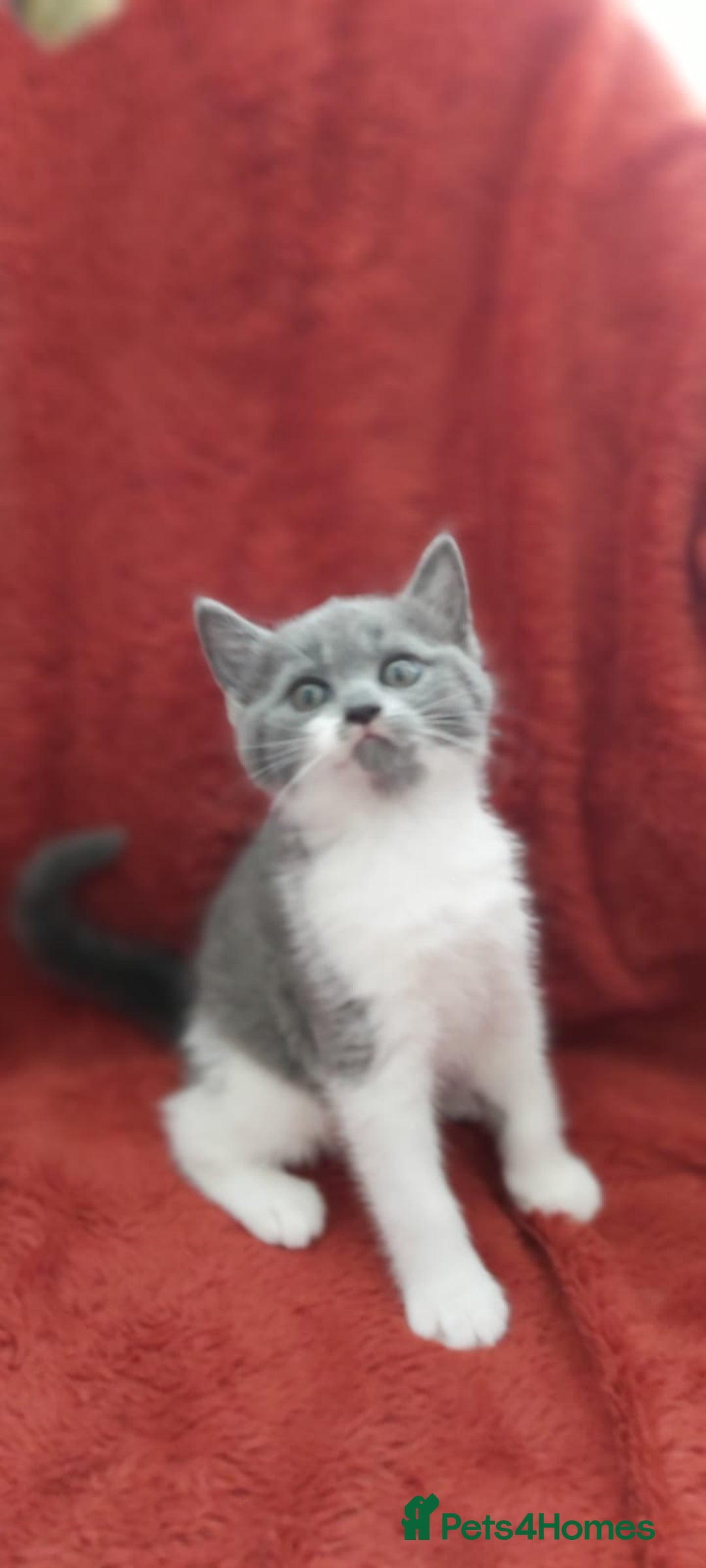 British Shorthair cats for sale: British short hair kittens  - Image 6