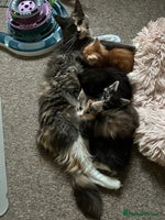Maine Coon cats GCCF Reg. Maine Coon Kittens, great temperament - Advert 4