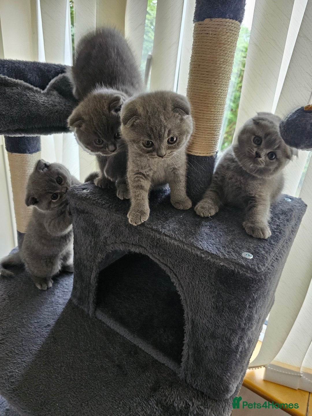 British Shorthair cats for sale: Hurry up 3 🕢Beautiful Scottish fold kitten left in Hatfield - Image 13
