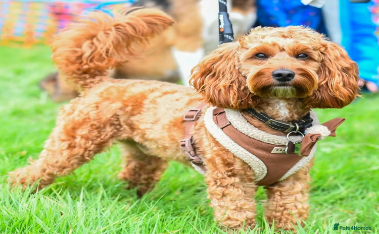 Cockapoo dogs - Advert 1