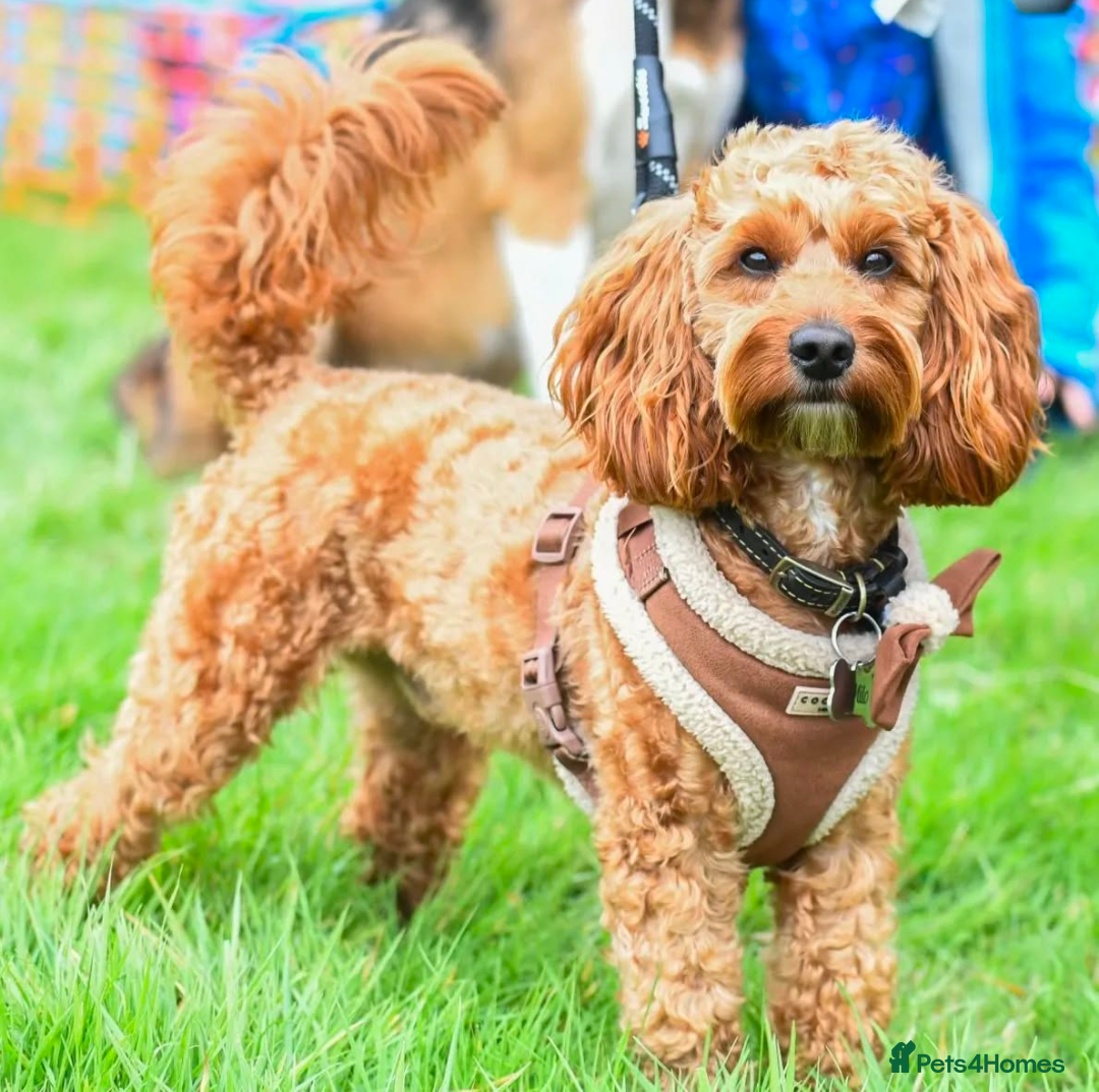 Cockapoo dogs for stud: F1b cockapoo for stud - Image 1
