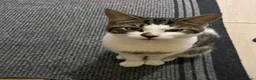 American Shorthair cats for sale: Milo kitten - Advert 3