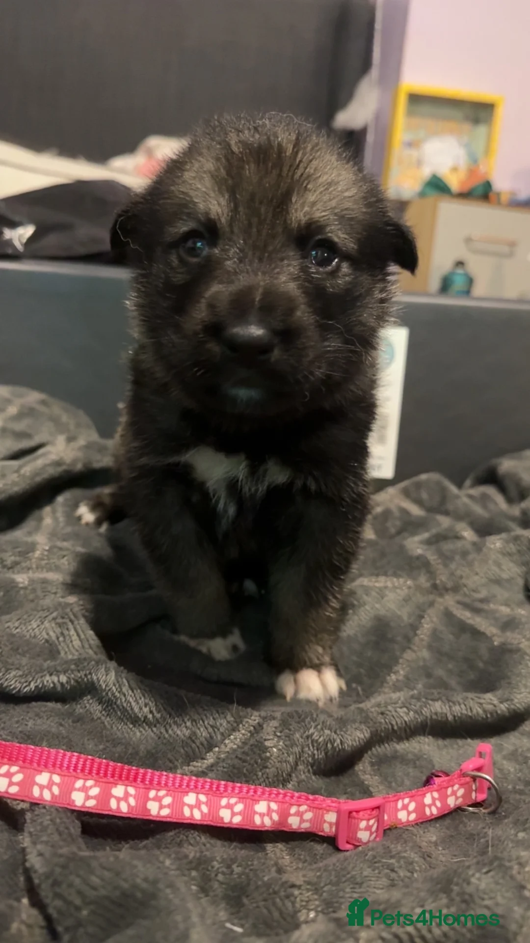 Shepsky dogs for sale: Husky cross German shepherd puppies - Advert 5