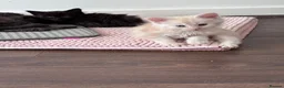 Maine Coon cats for sale: Maine Coon Kittens-Black Smoke&Cream Silver - Advert 32