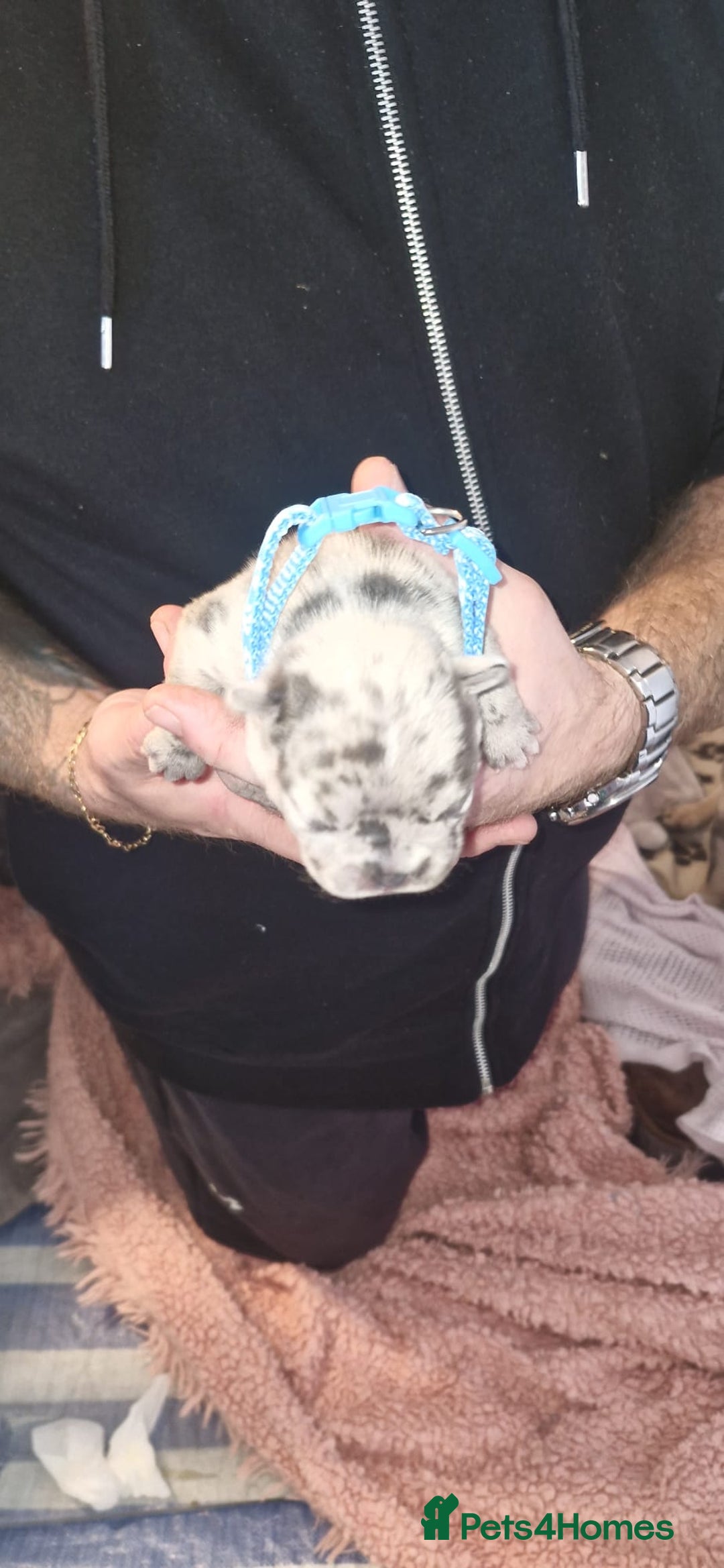 French Bulldog dogs for sale: Beautiful French bulldog puppies  - Advert 13