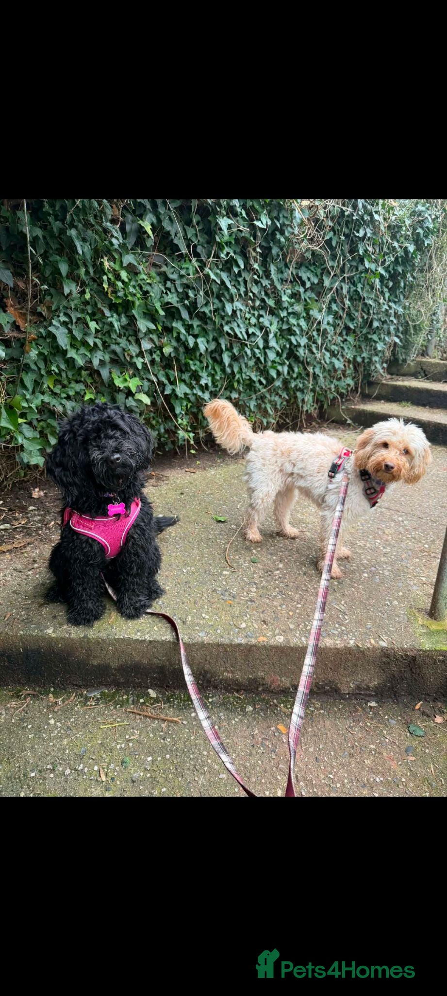 Cockapoo dogs 2 x Cockapoos - Advert 1