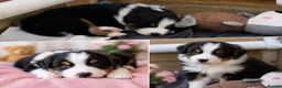Australian Shepherd dogs for sale: 🐾 Beautiful Australian Shepherd (Aussie) Puppies  - Advert 11
