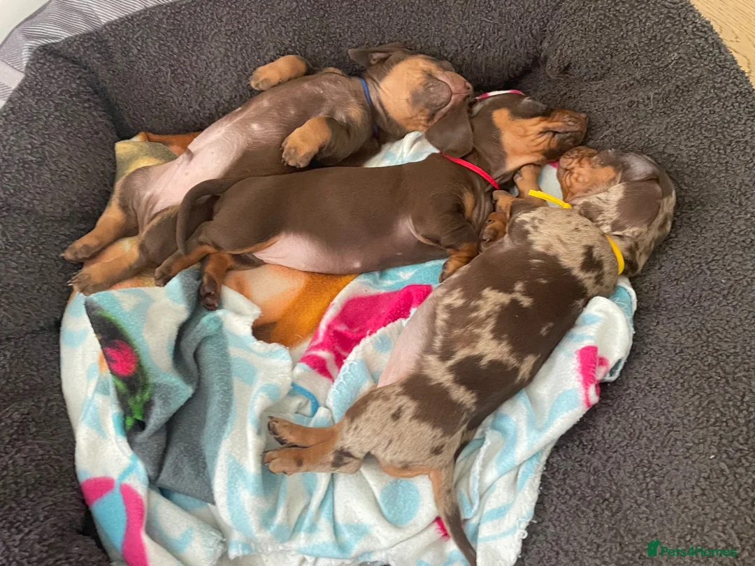Miniature Dachshund dogs for sale: Last 2 chocolate / tan left 🩷💙 - Advert 1