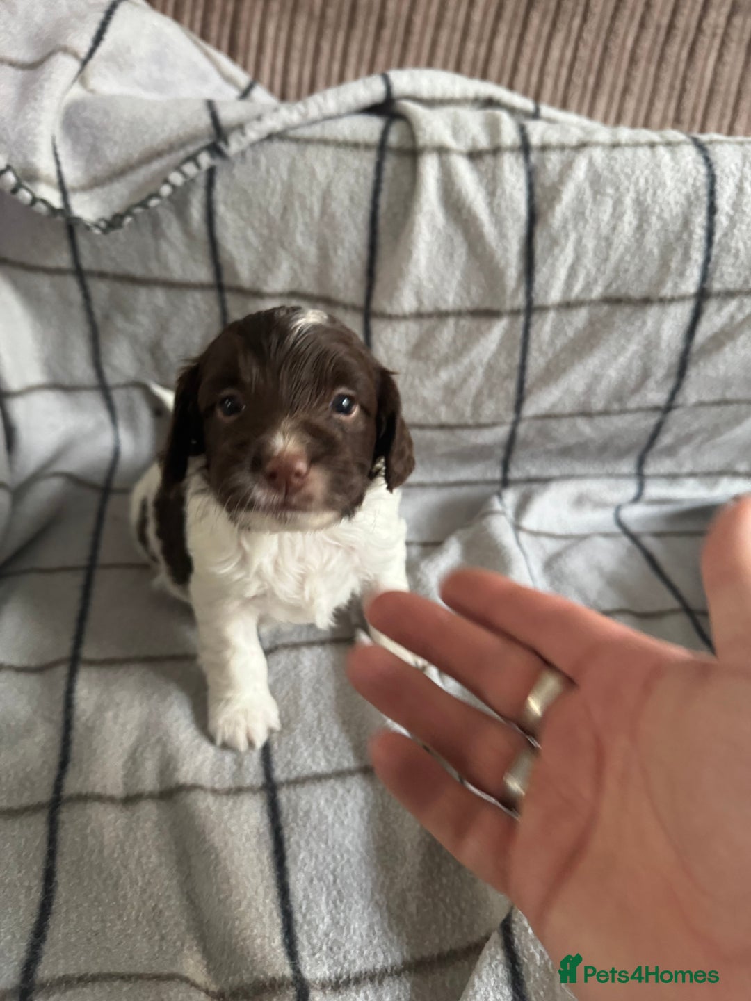 Mixed Breed dogs for sale: 8 Springer mix Puppies - Advert 20