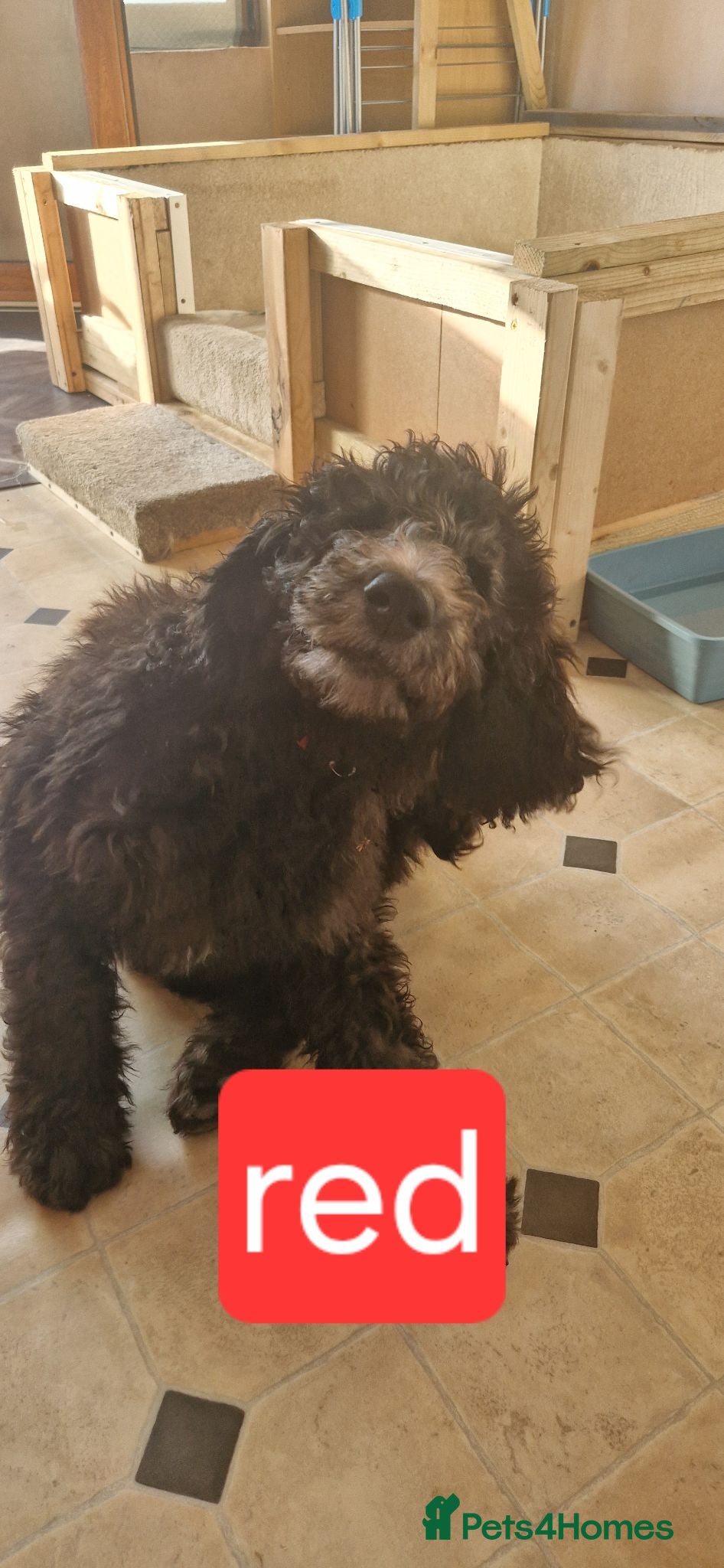 Goldendoodle dogs F1B Rare black standard Goldendoodle North Wales  - Advert 2
