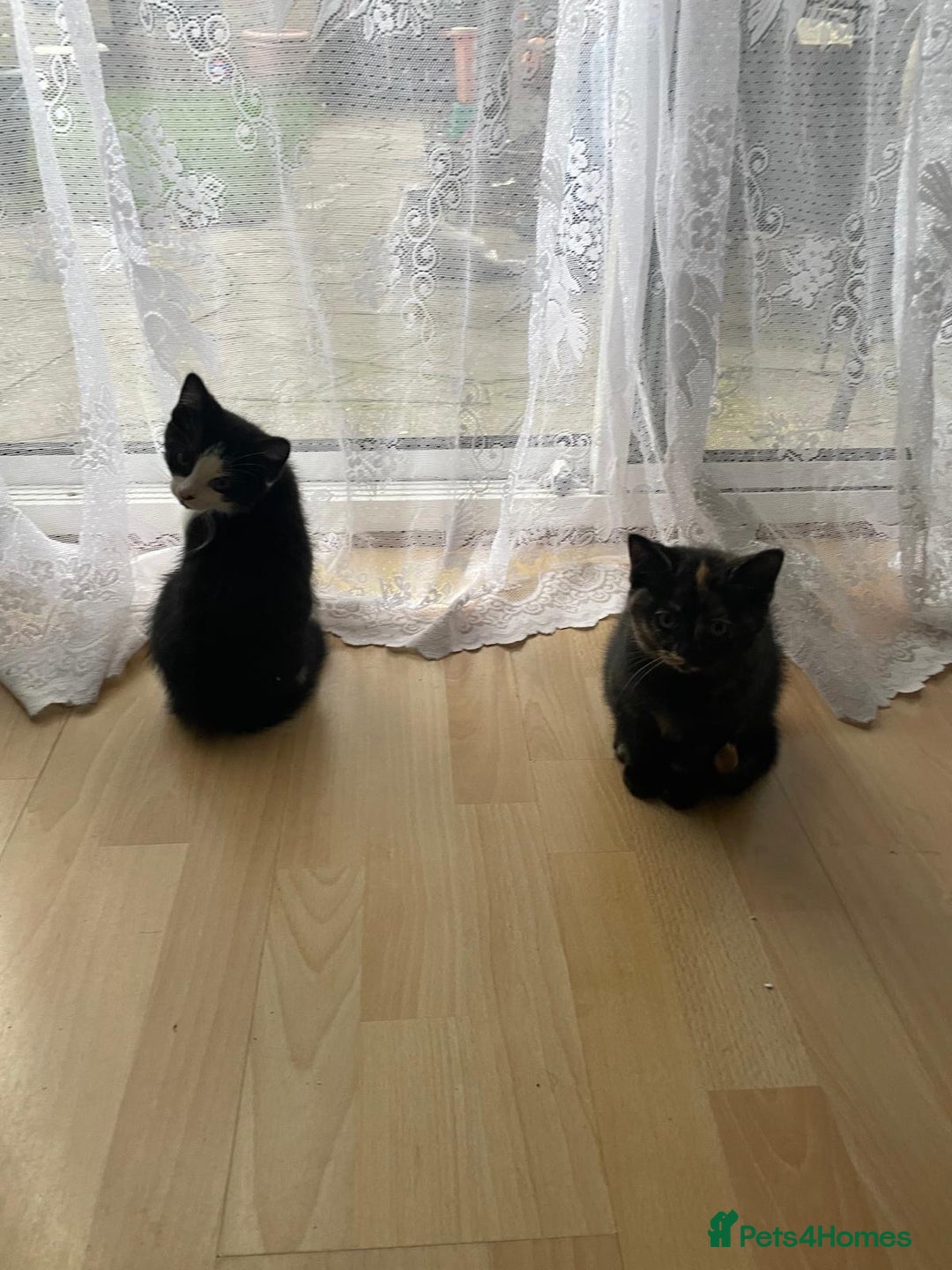 British Shorthair cats for sale: Stunning British short x Bengal  - Image 9