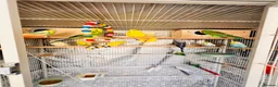 Budgerigars birds for sale: 14 Breeding Budgies, Cage, Food, Toys & Nest Boxes - Advert 10