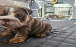 English Bulldog dogs for sale: Outstanding KC English Bulldogs, Top Quality Pups - Image 33