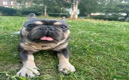 French Bulldog dogs for sale: Looking for a Loving Home for Stitch  - Image 4