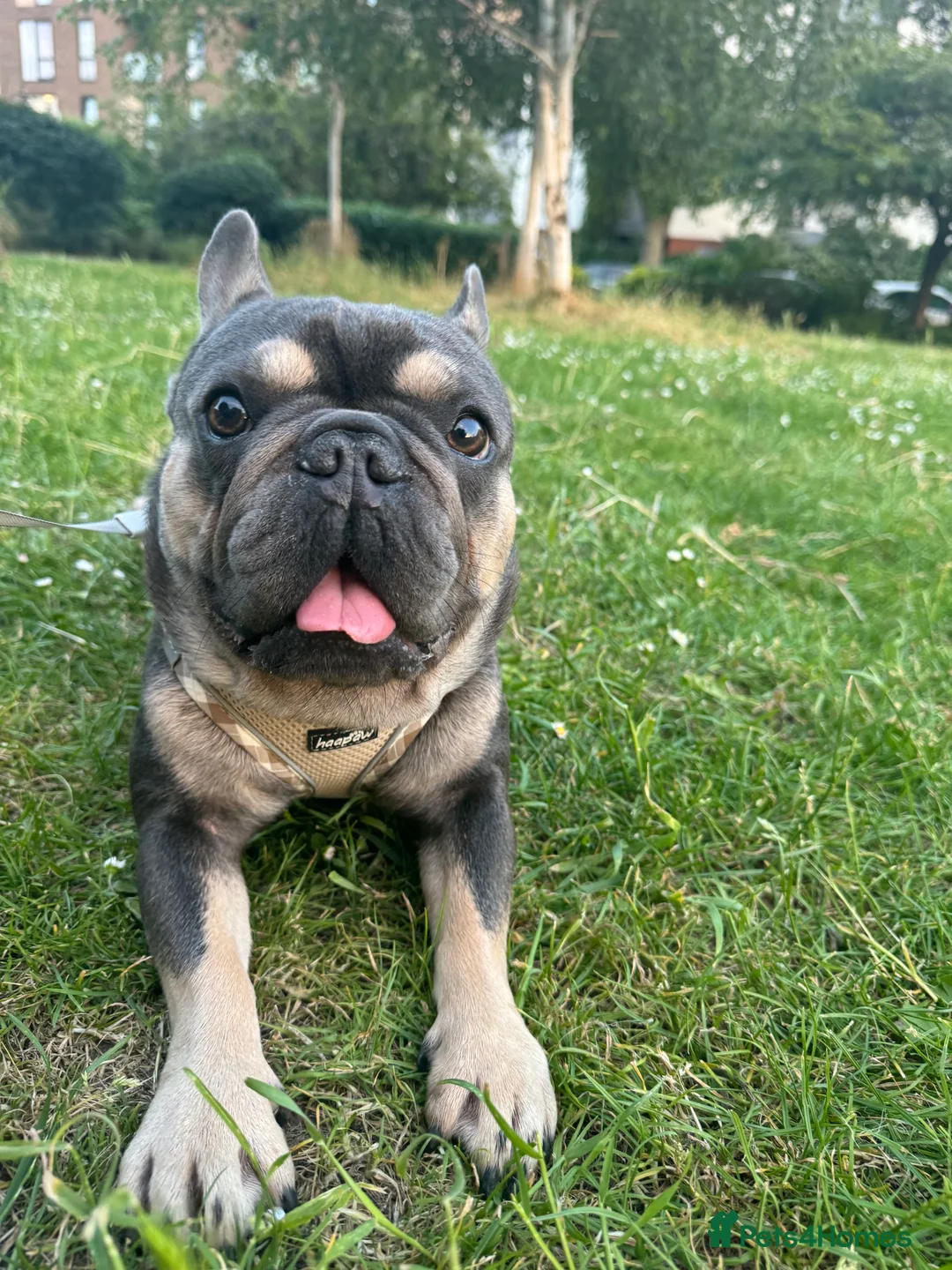 French Bulldog dogs for sale: Looking for a Loving Home for Stitch  - Advert 4