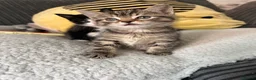 Mixed Breed cats for sale: Mixed Breed Kittens for sale - Advert 23